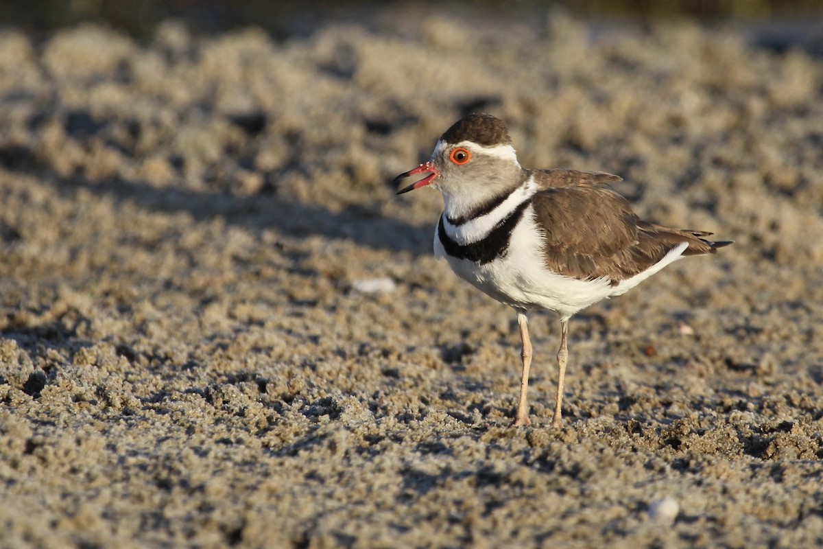 Three-banded Plover - ML645148066