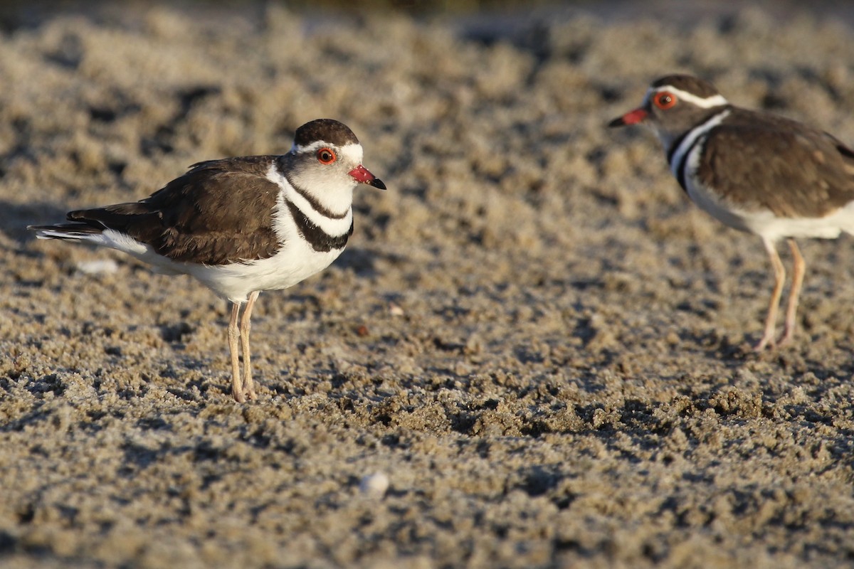 Three-banded Plover - ML645148067