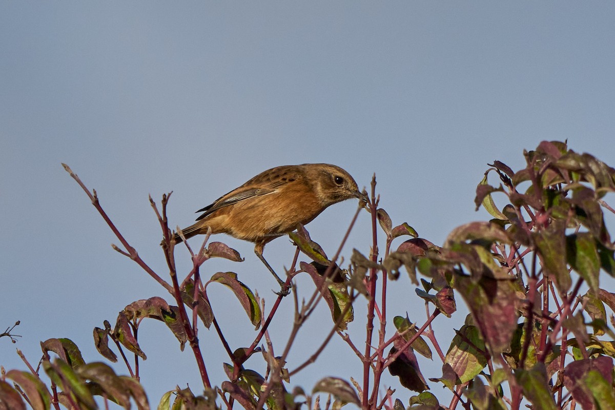 European Stonechat - ML645148068