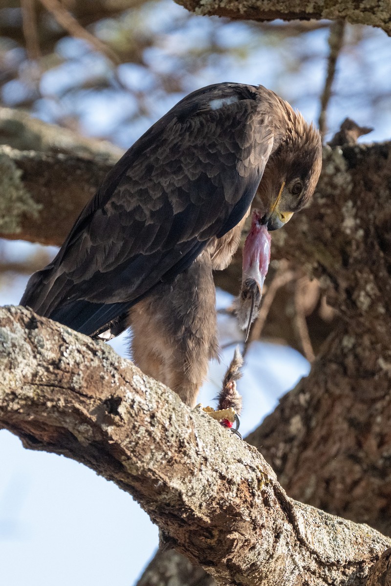 Tawny Eagle - ML645148085