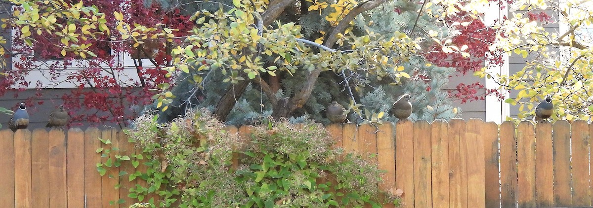 California Quail - ML645148093