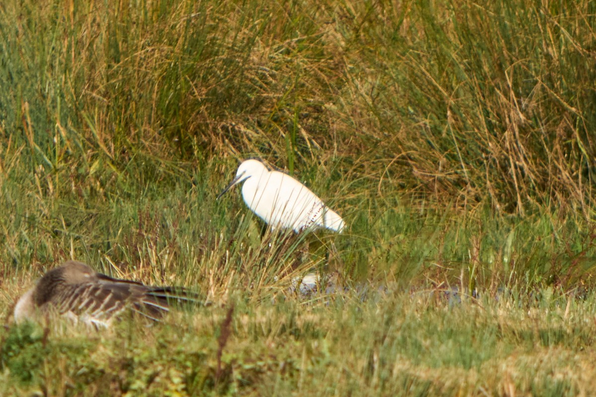 Little Egret - ML645148100