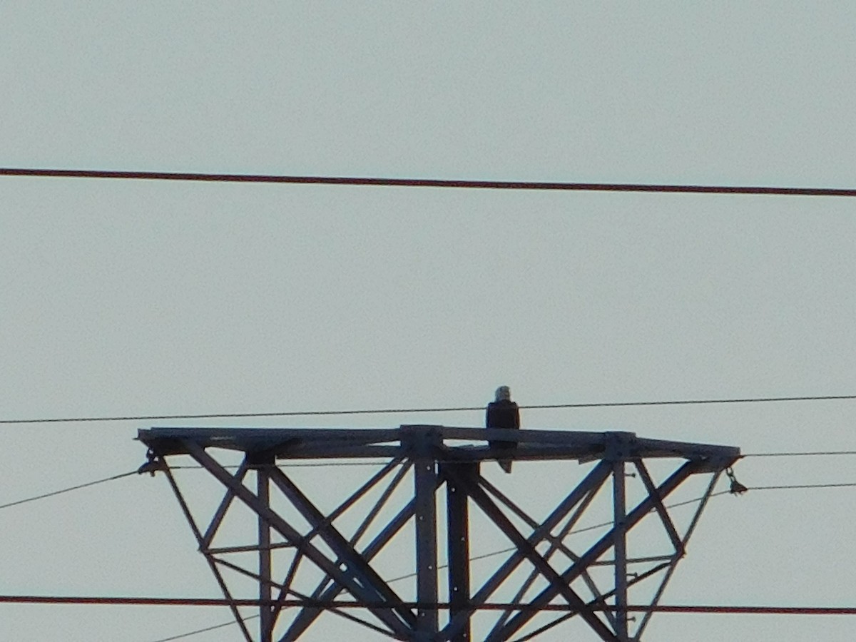 עיטם לבן-ראש - ML645148124