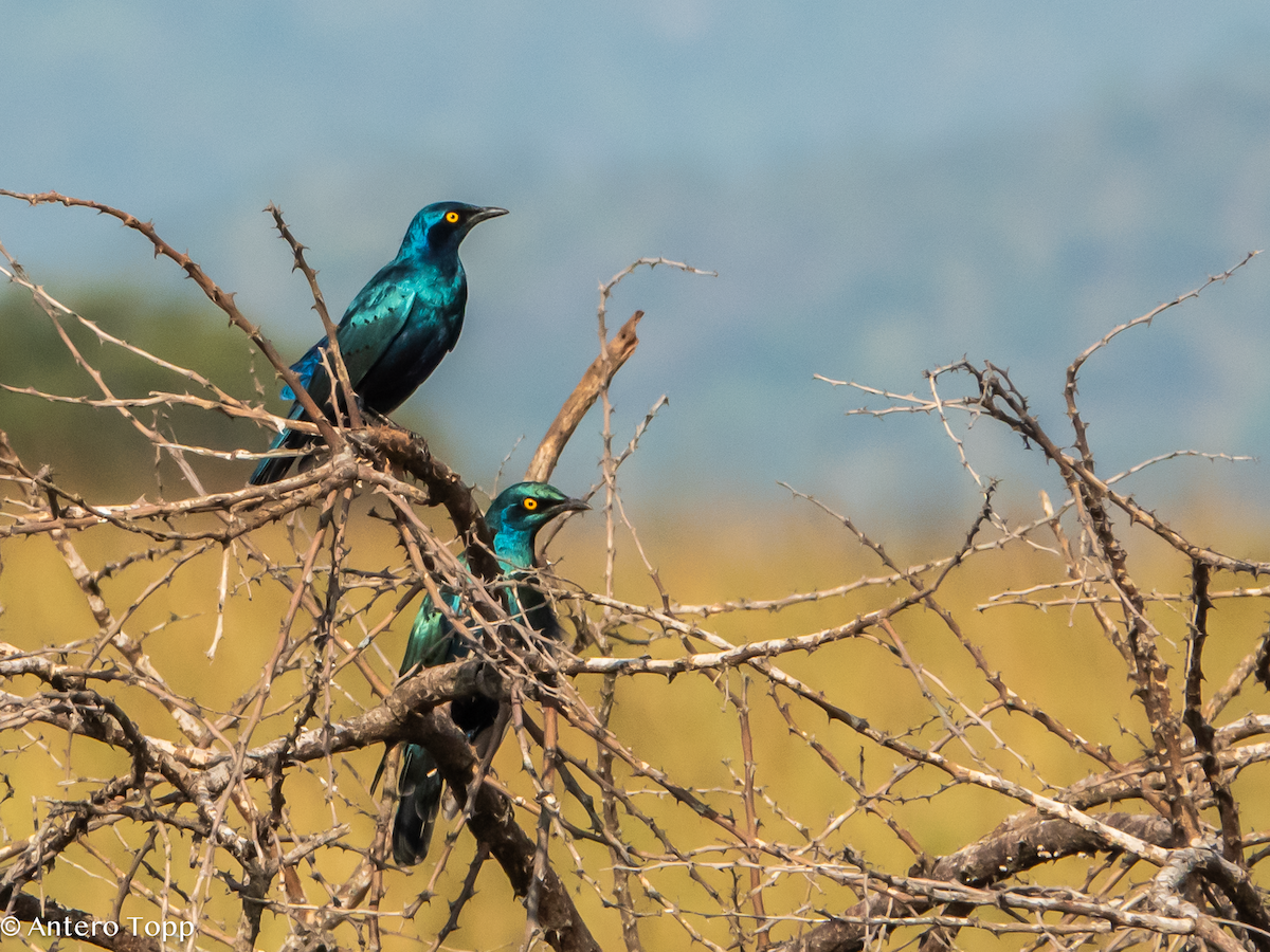 Estornino Orejiazul - ML645148140