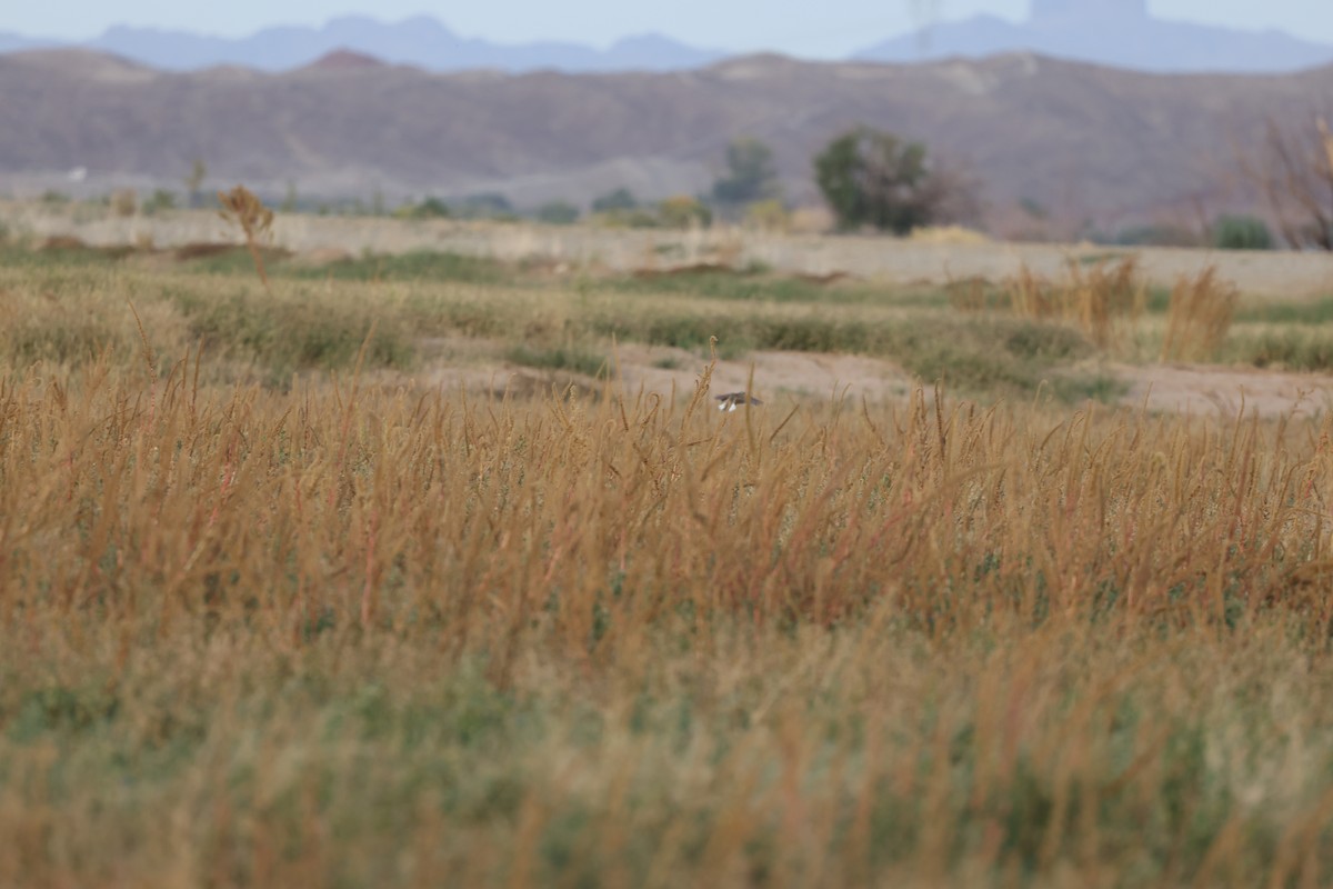 Chihuahuan Meadowlark - ML645148144