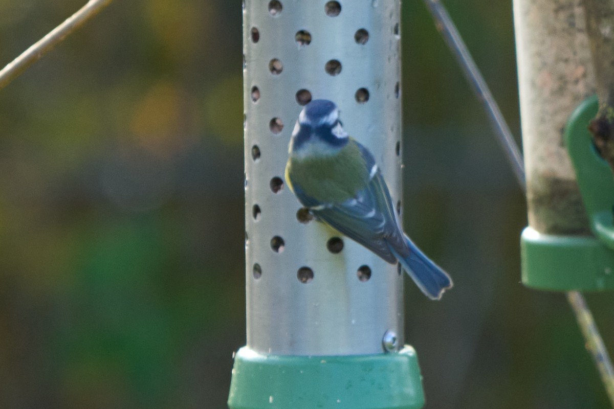 Eurasian Blue Tit - ML645148146