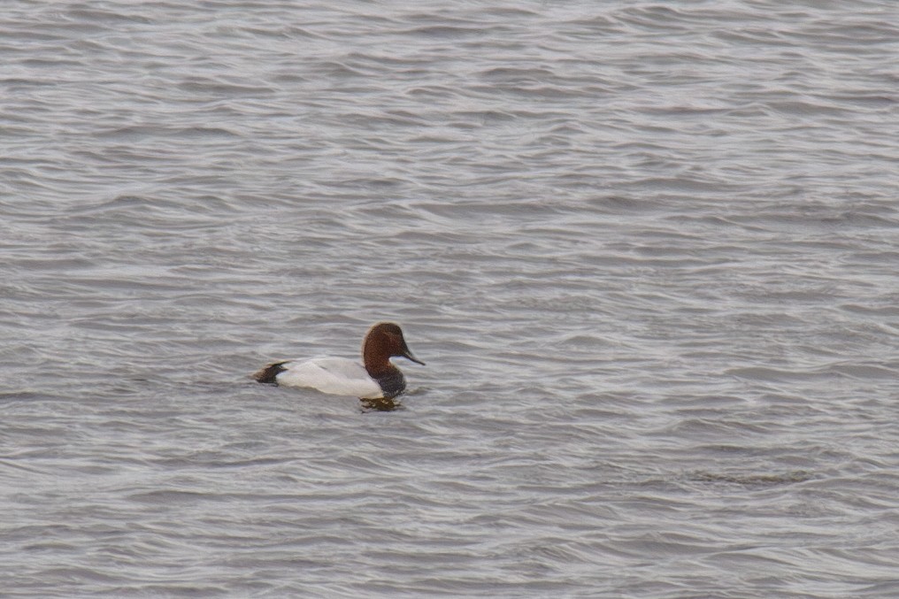 Canvasback - ML645148148
