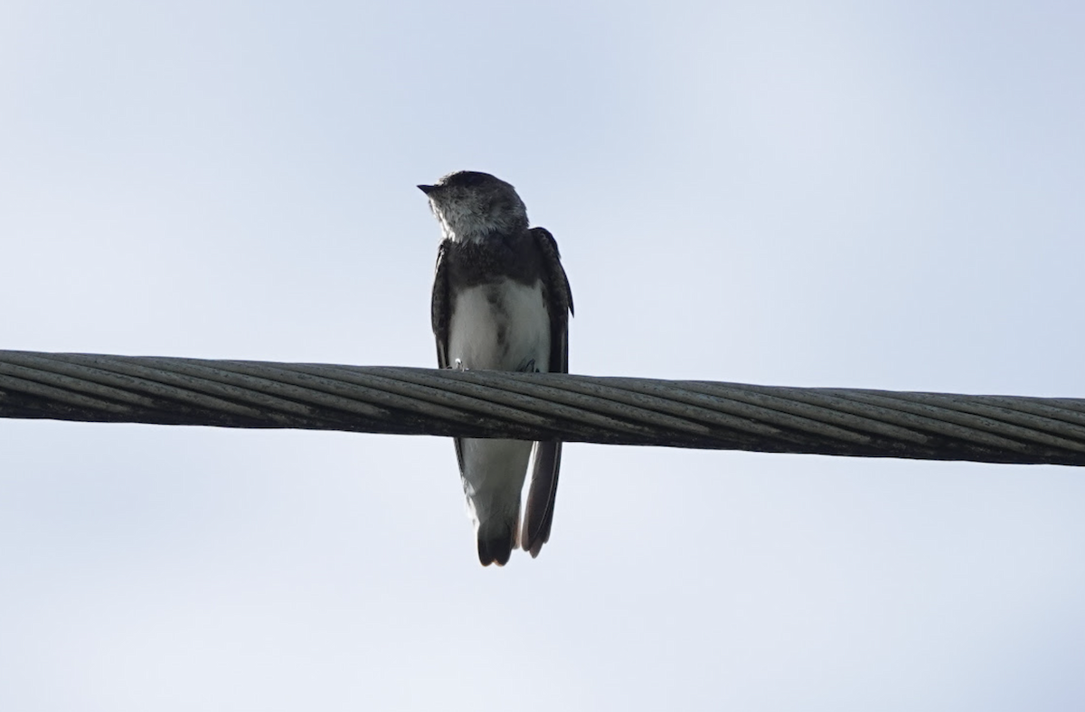 Bank Swallow - ML645148151