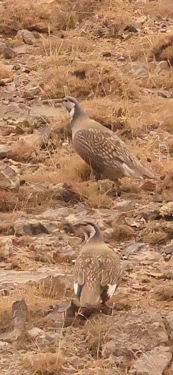 Perdigallo del Caspio - ML645148161