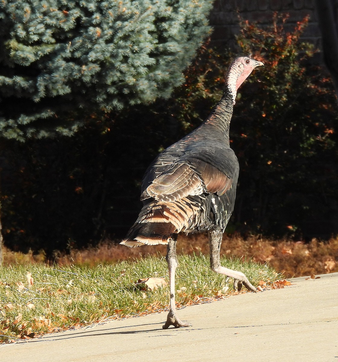 Wild Turkey - ML645148165