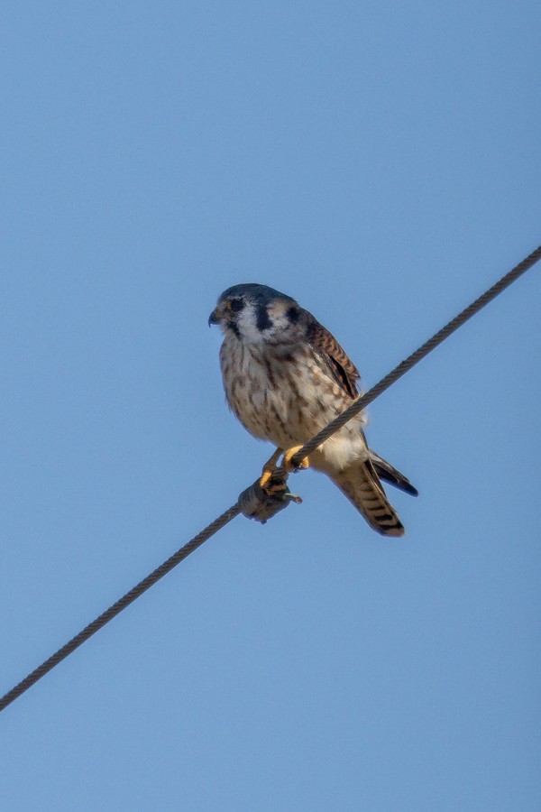 בז אמריקני - ML645148171
