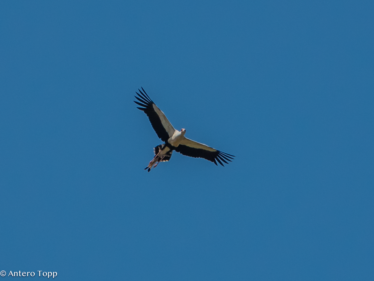 Secretario - ML645148176