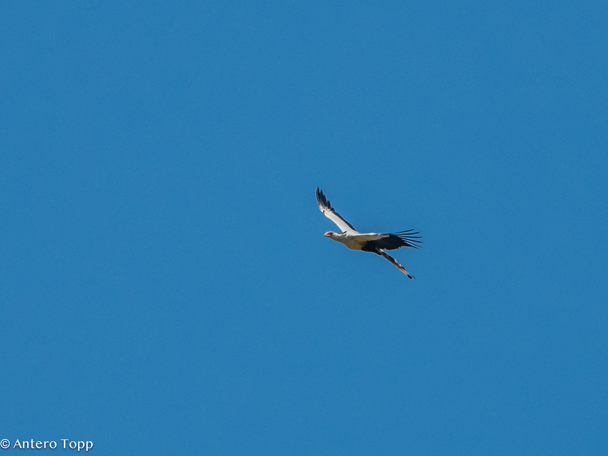 Secretario - ML645148177