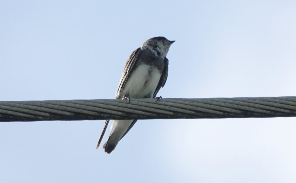 Bank Swallow - ML645148180