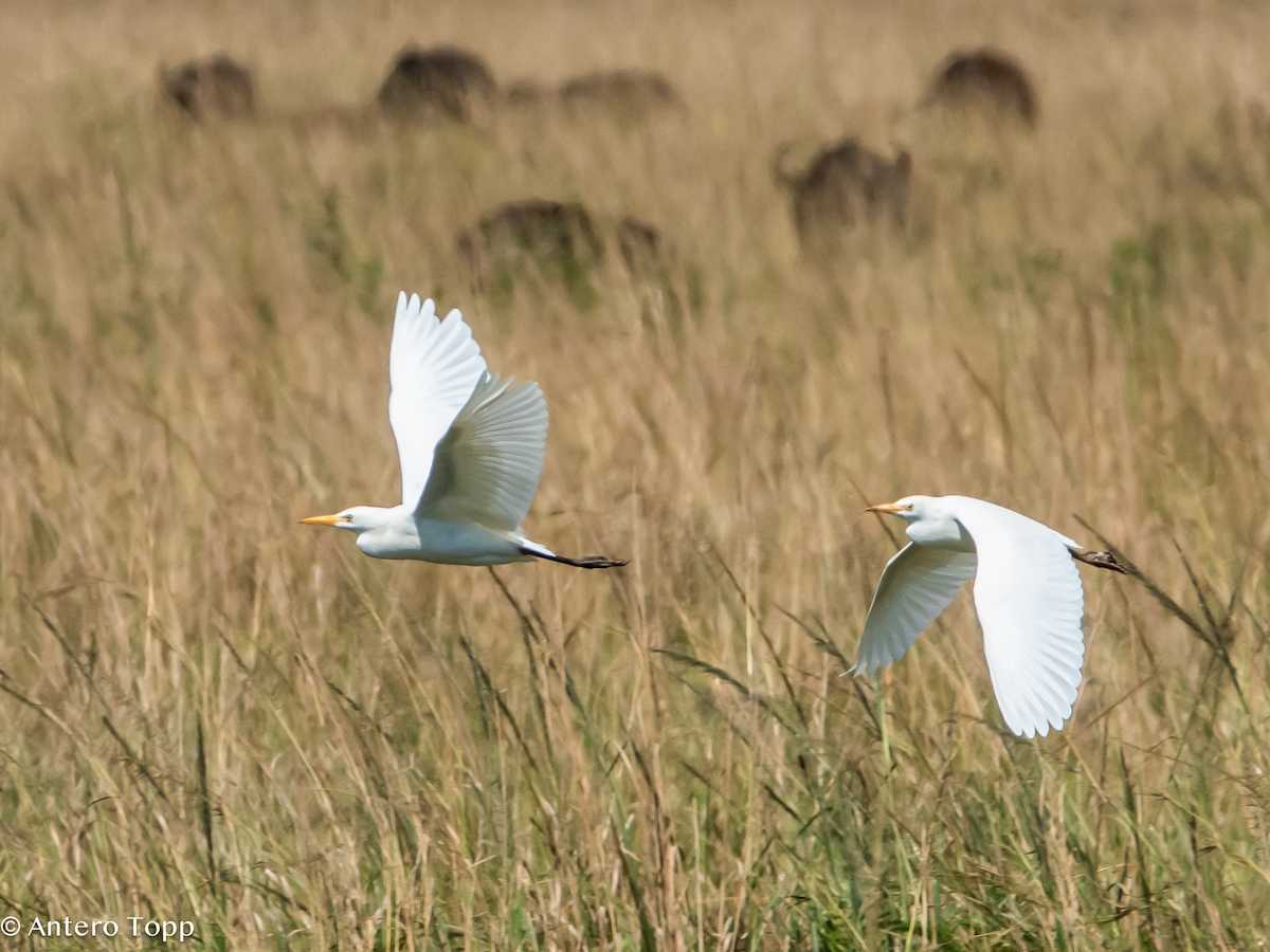 Garcilla Bueyera Occidental - ML645148182