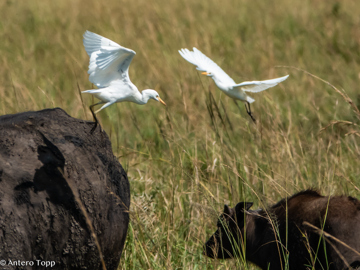 Garcilla Bueyera Occidental - ML645148183