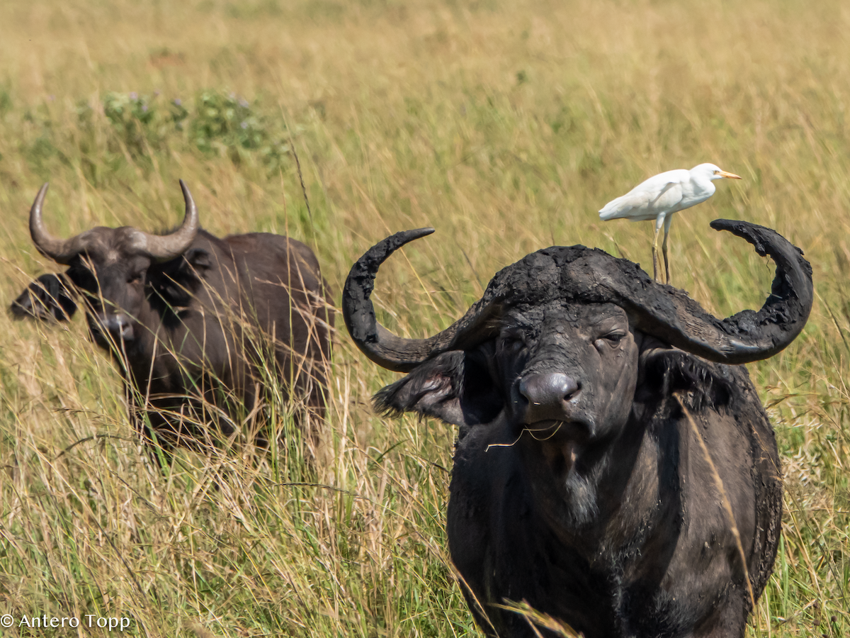 Garcilla Bueyera Occidental - ML645148184