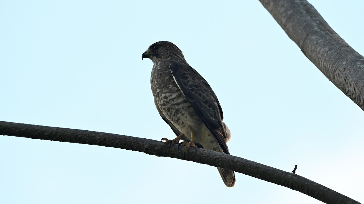 Broad-winged Hawk - ML645148193