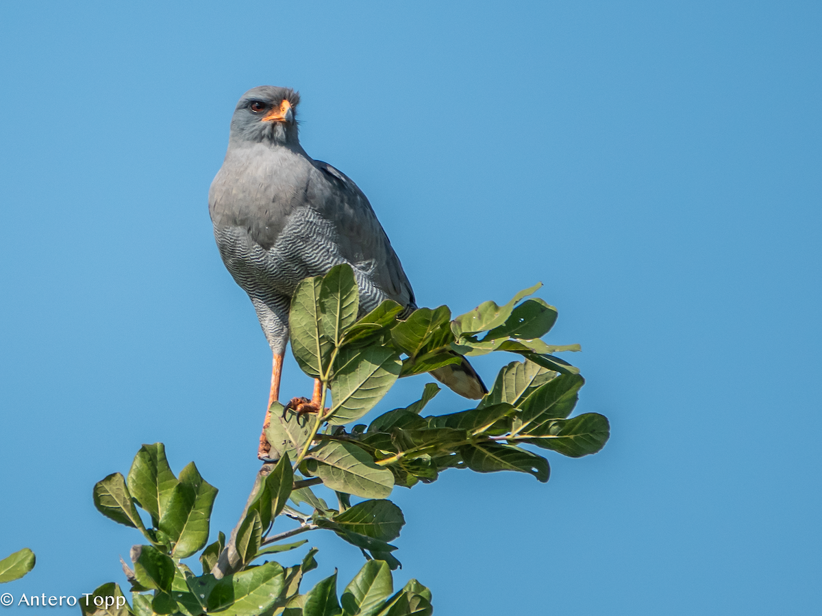 Azor Lagartijero Oscuro - ML645148199