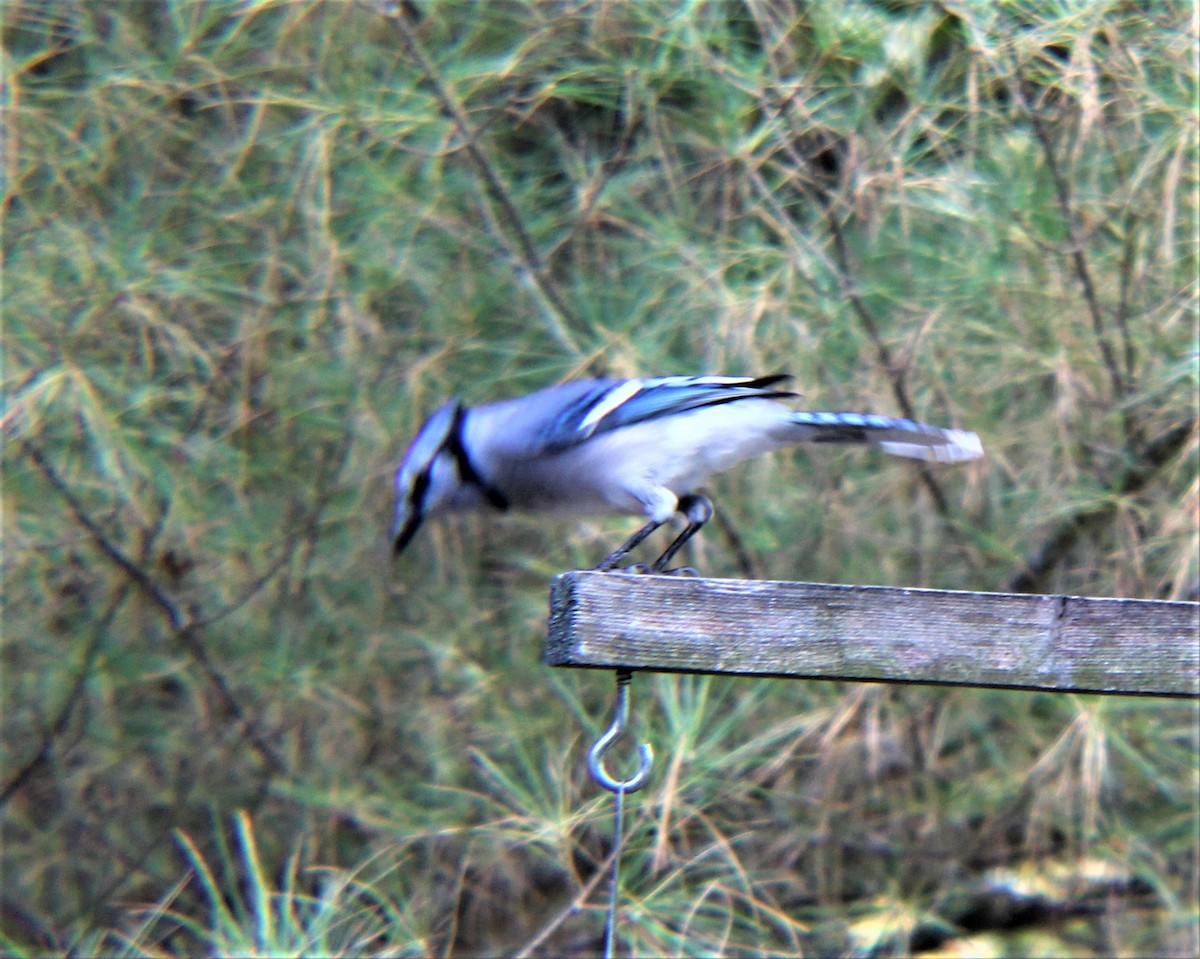 Blue Jay - ML645148203