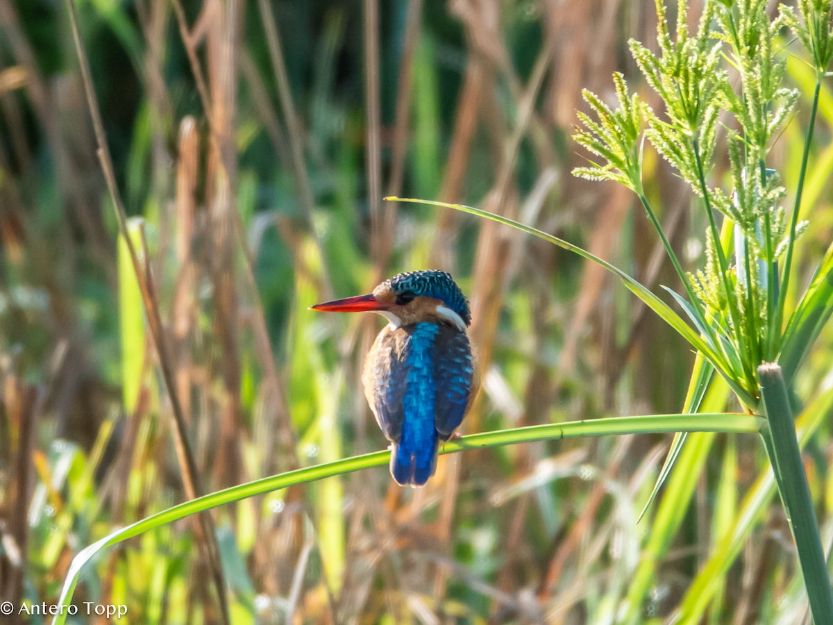 Martín Pescador Malaquita - ML645148204