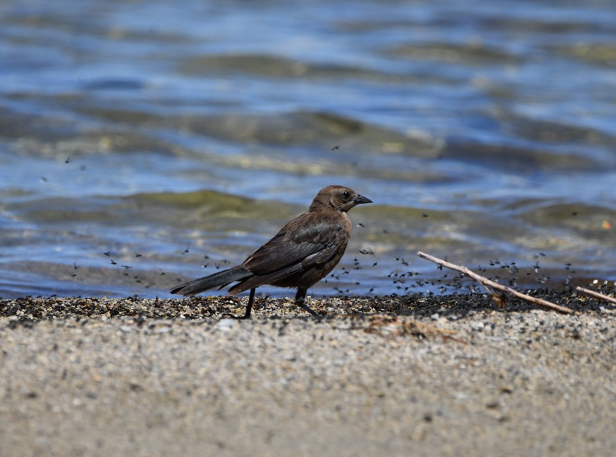 Трупіалець пурпуровий - ML645148205