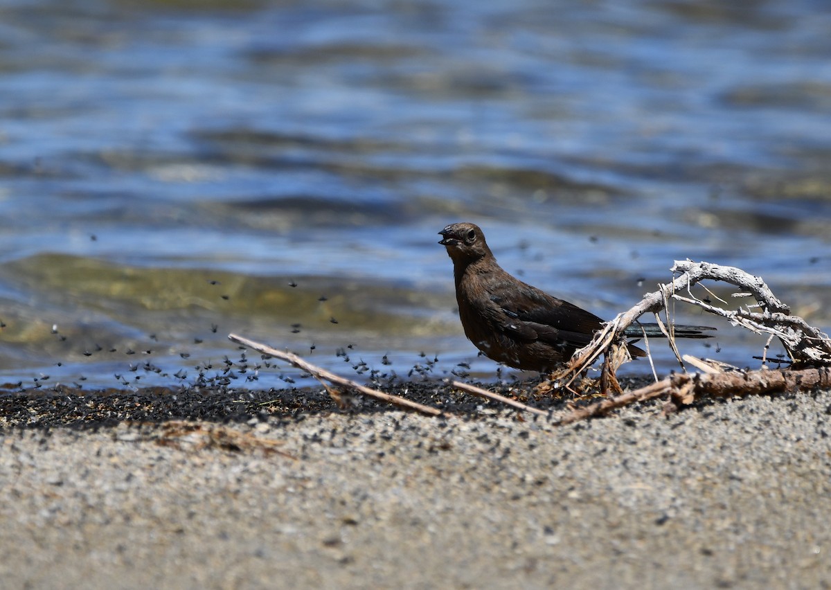 Трупіалець пурпуровий - ML645148206