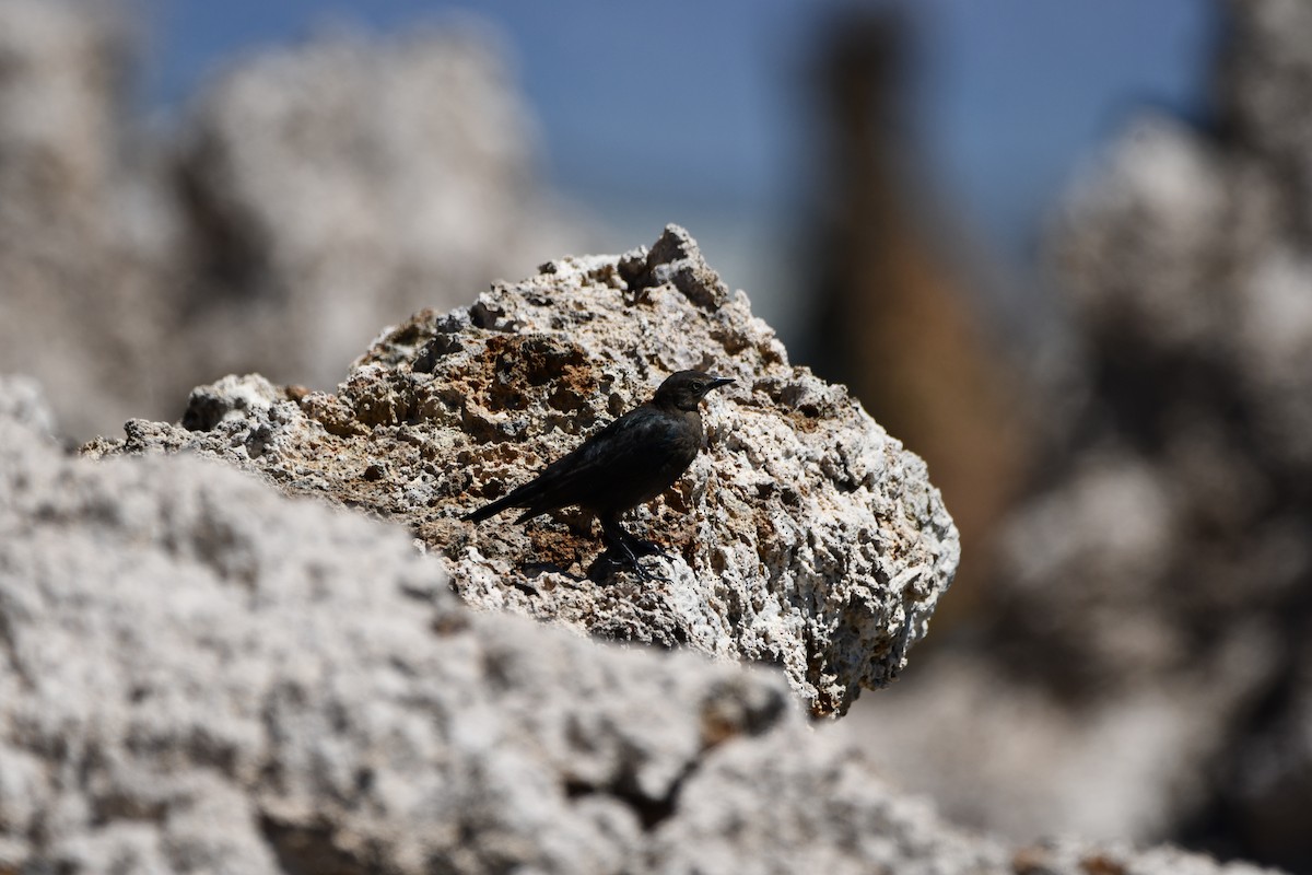 Трупіалець пурпуровий - ML645148207