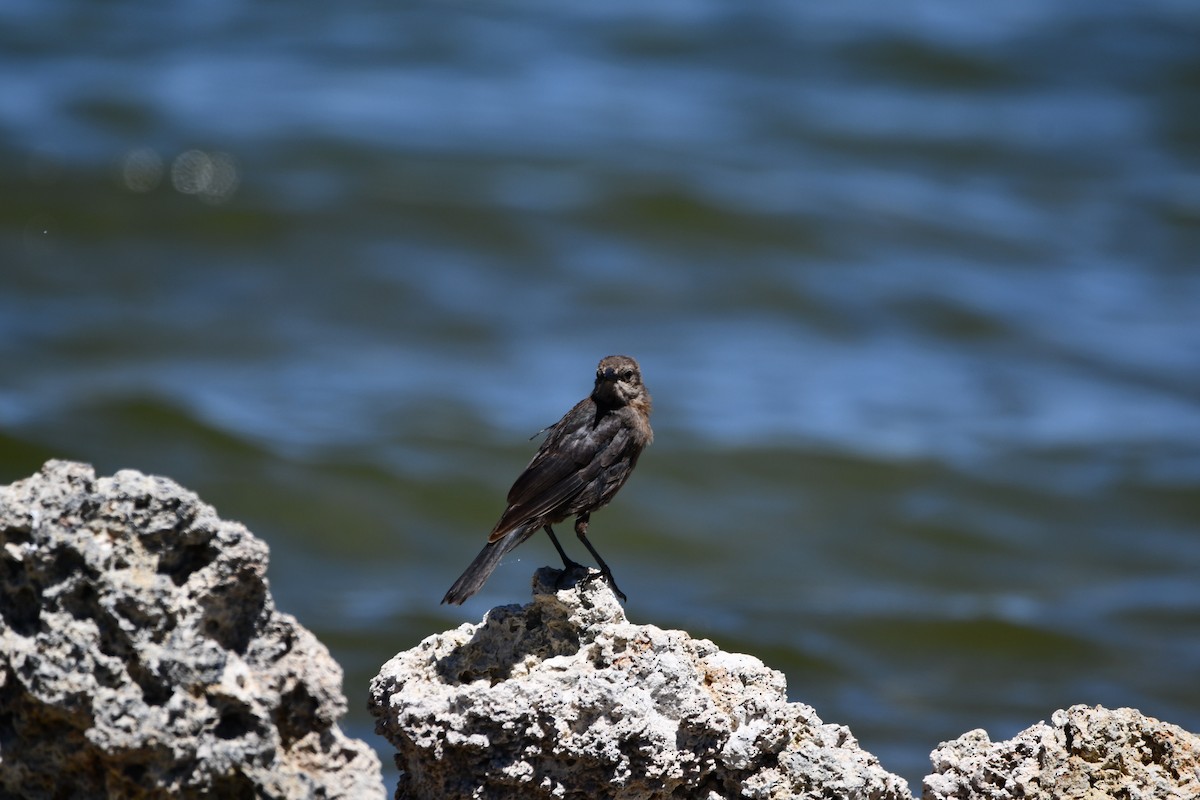 Трупіалець пурпуровий - ML645148208