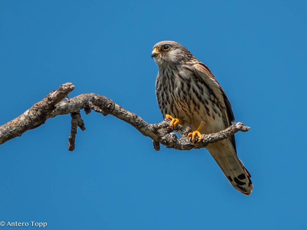 Cernícalo Vulgar - ML645148214