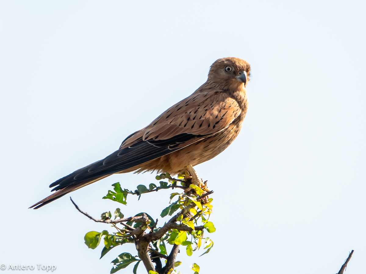 Cernícalo Zorruno - ML645148217