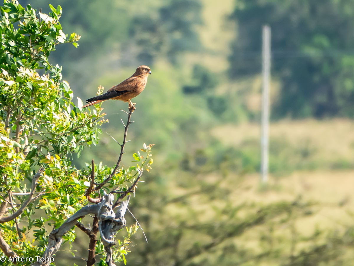 Cernícalo Zorruno - ML645148218