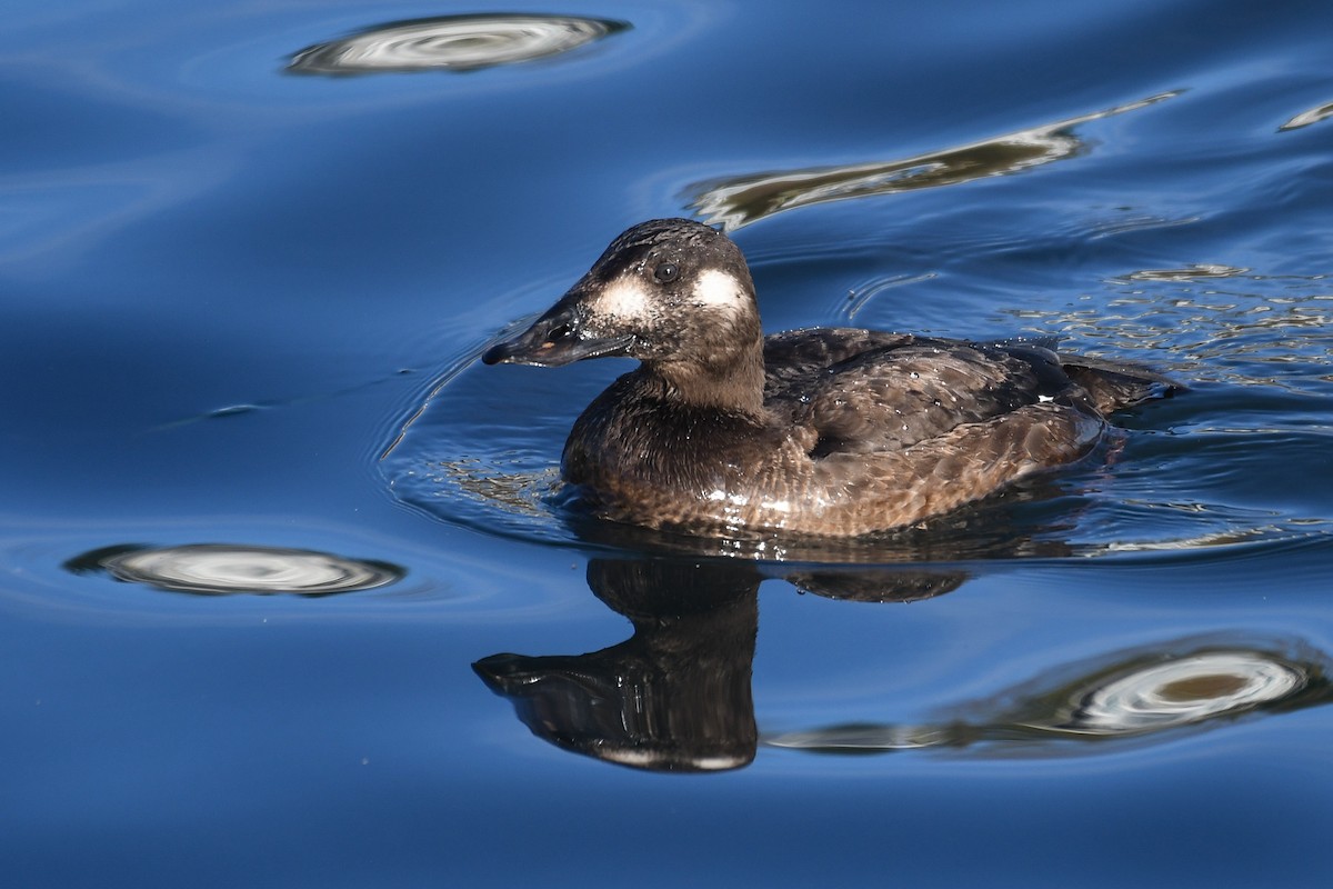 White-winged Scoter - ML645148221