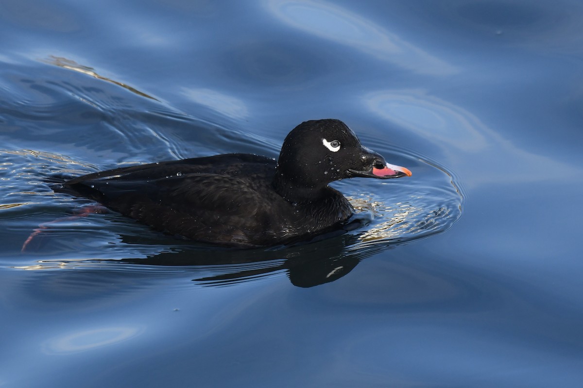 White-winged Scoter - ML645148222