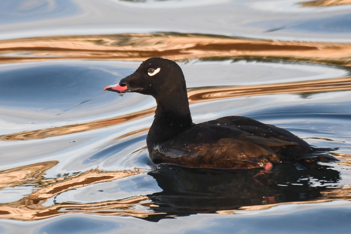 White-winged Scoter - ML645148223