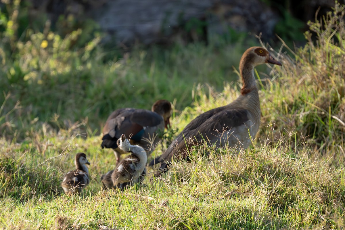 Egyptian Goose - ML645148225