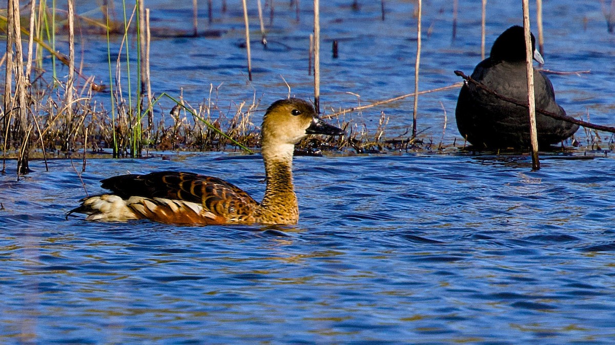 Wandering Whistling-Duck - ML645148226