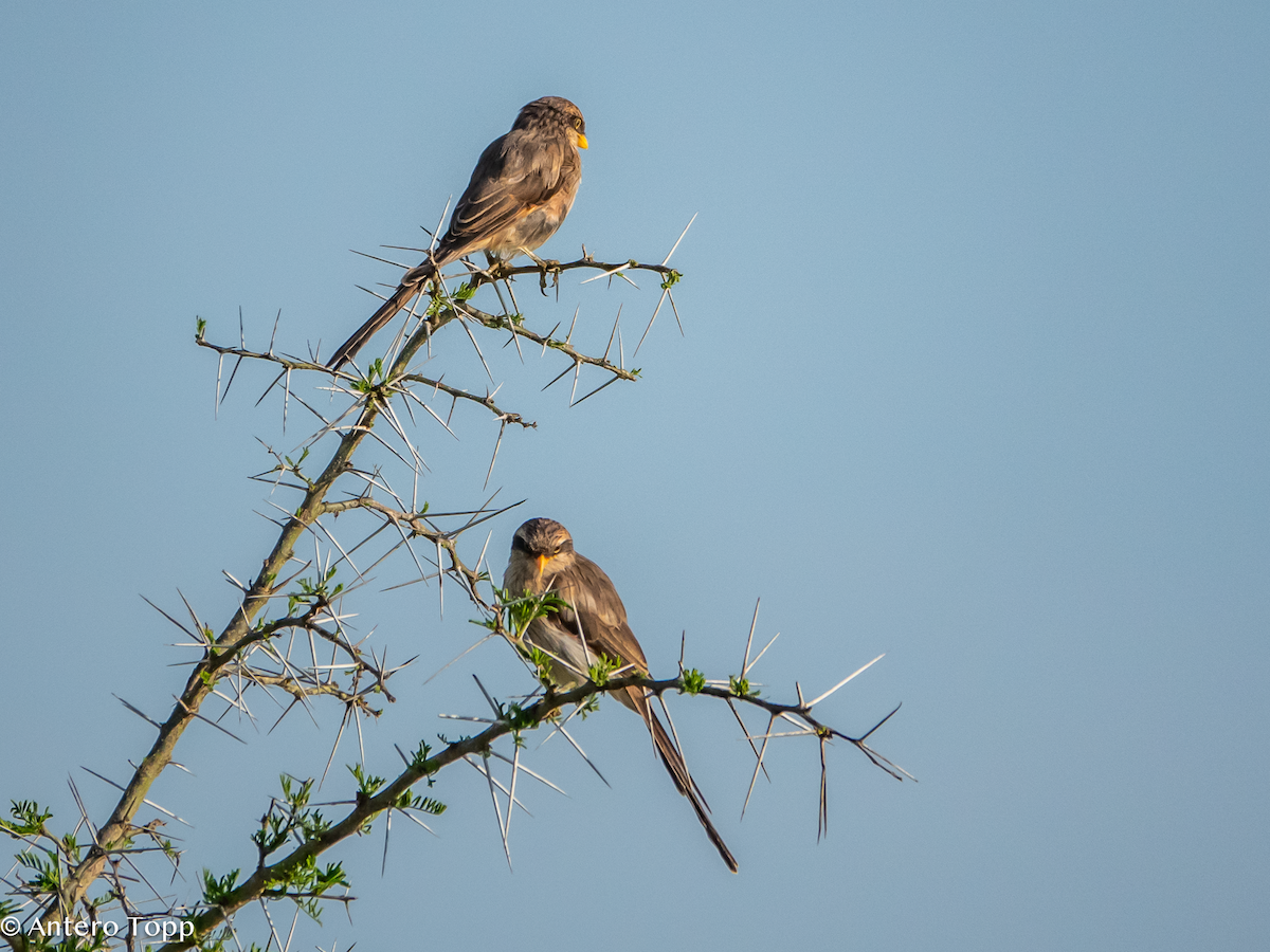 Alcaudón Piquigualdo - ML645148227
