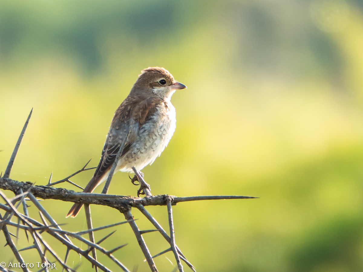 Alcaudón Dorsirrojo - ML645148228