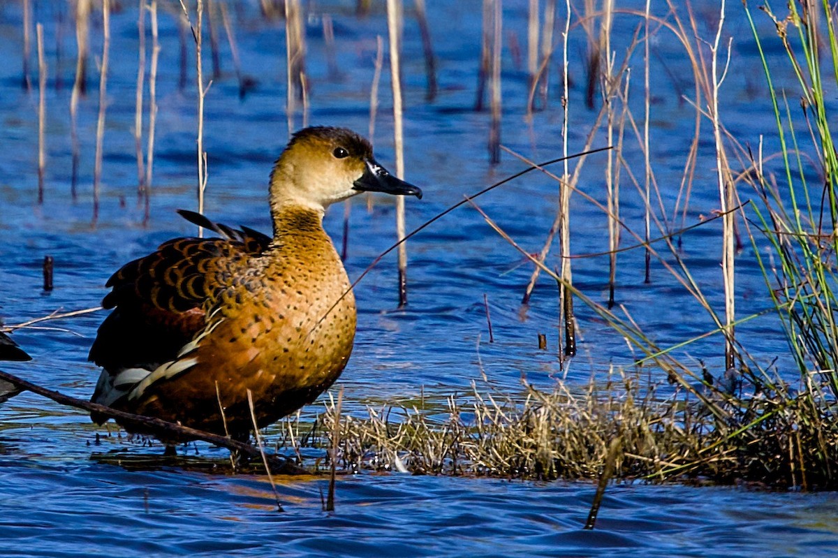 Wandering Whistling-Duck - ML645148229