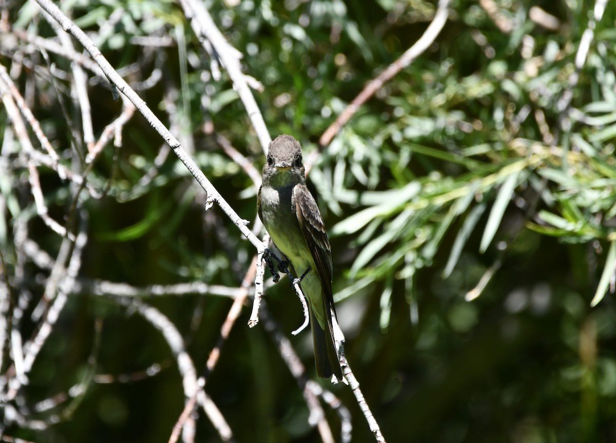 Western Wood-Pewee - ML645148230