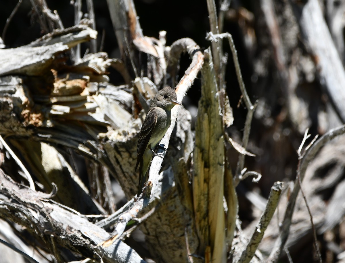 Western Wood-Pewee - ML645148231