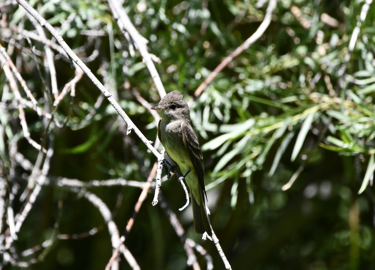 Western Wood-Pewee - ML645148232