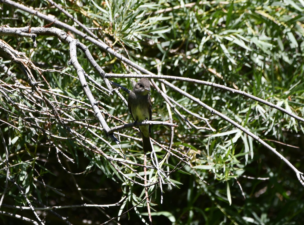 Western Wood-Pewee - ML645148233