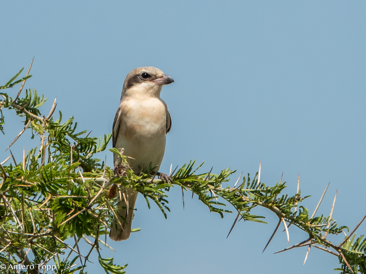 Alcaudón Chico - ML645148234