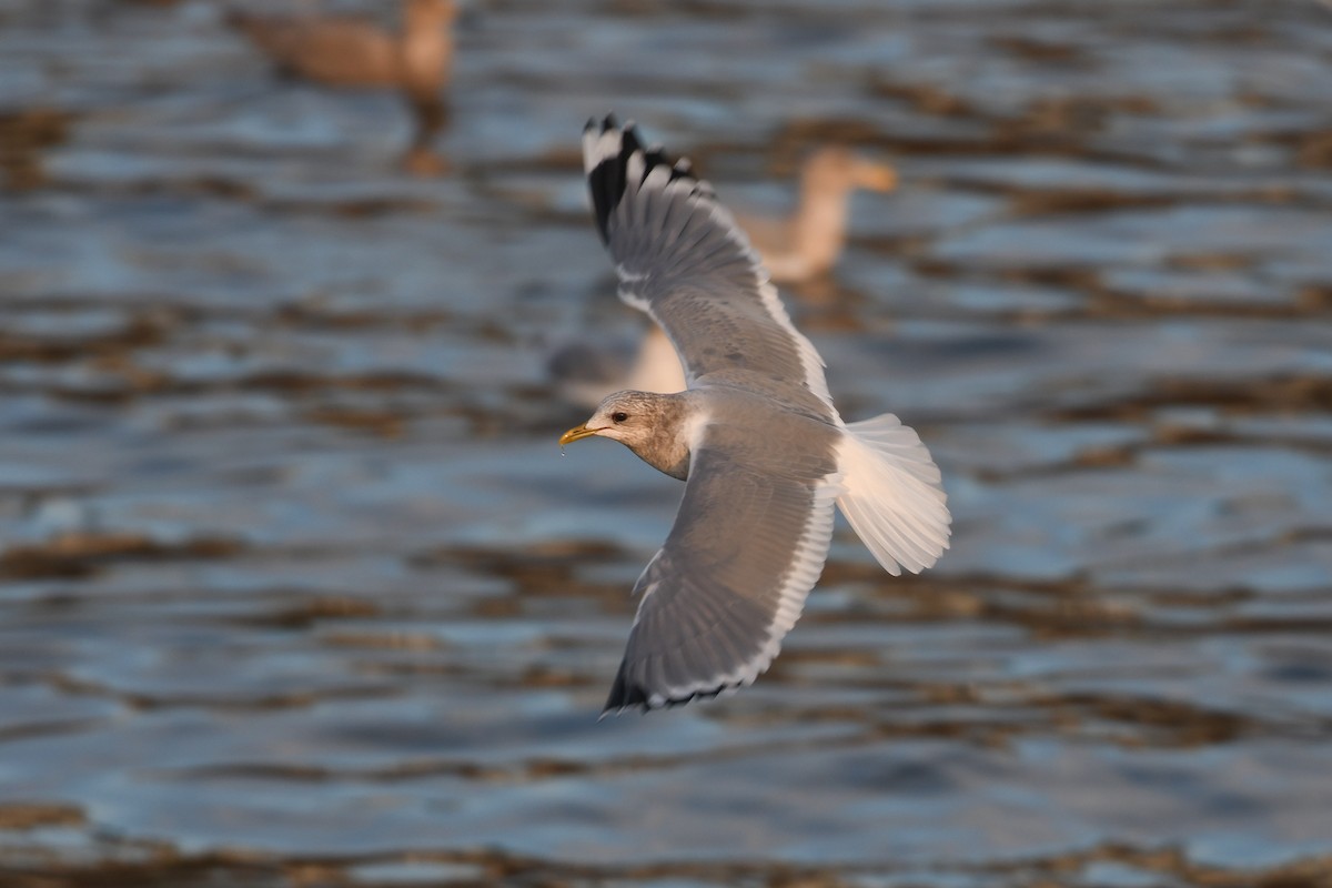 Short-billed Gull - ML645148235