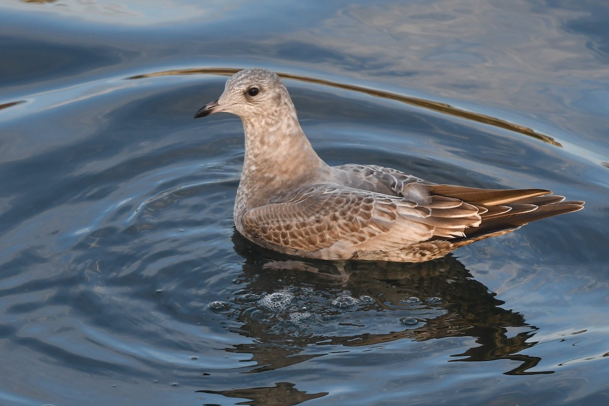 Short-billed Gull - ML645148236