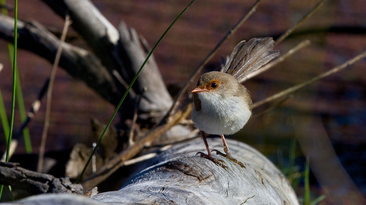 Superb Fairywren - ML645148237
