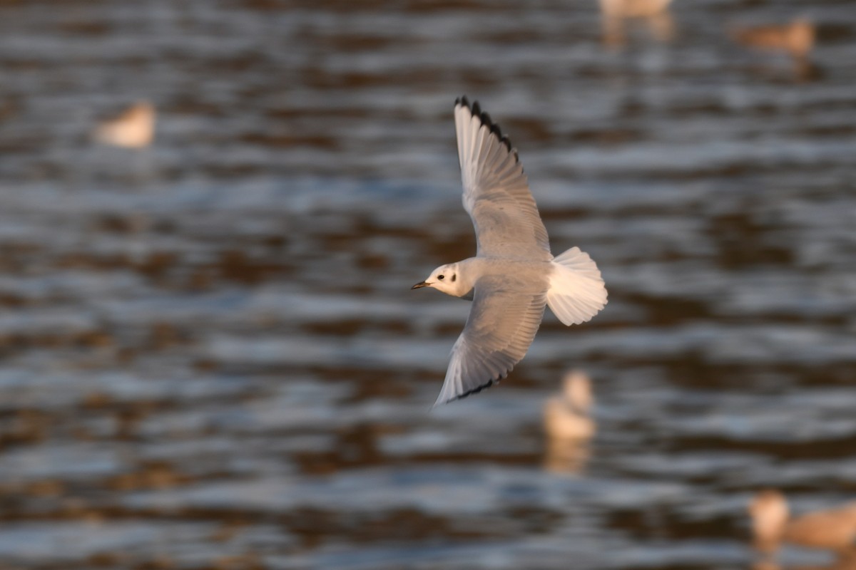 Gabbiano di Bonaparte - ML645148238