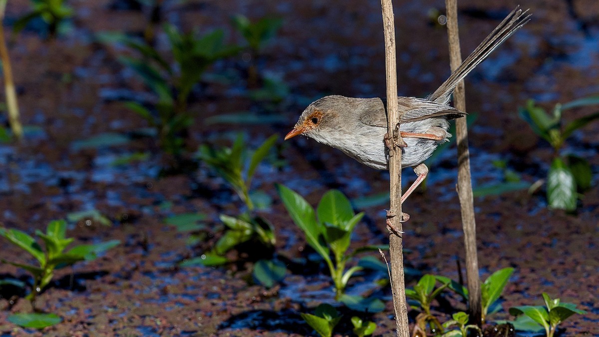 Superb Fairywren - ML645148239